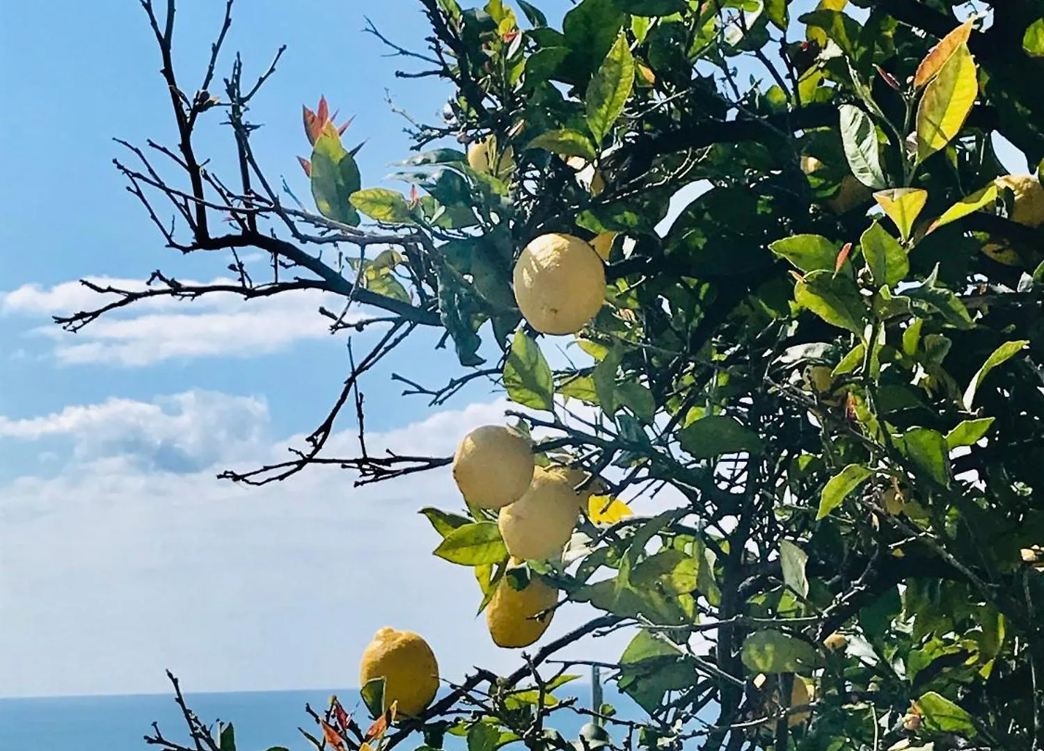 Σπίτι διακοπών Cav Gli Ulivi Di Bogliasco Parcheggio Privato Gratuito Βίλα